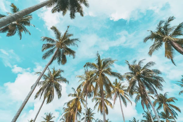 Palmera Tropical Con Cielo Azul Fondo Abstracto Nubes Vacaciones Verano — Foto de Stock