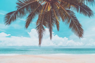 Mavi gökyüzü ve soyut arkaplanı beyaz bulutlar olan tropikal sahildeki palmiye ağacı. Yaz tatili ve iş seyahati konseptini kopyala. Klasik ton filtre efekti renk biçimi.