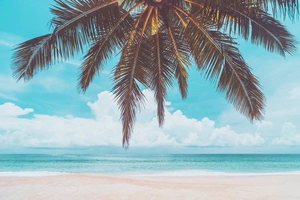 Palmeira Praia Tropical Com Céu Azul Nuvens Brancas Fundo Abstrato — Fotografia de Stock