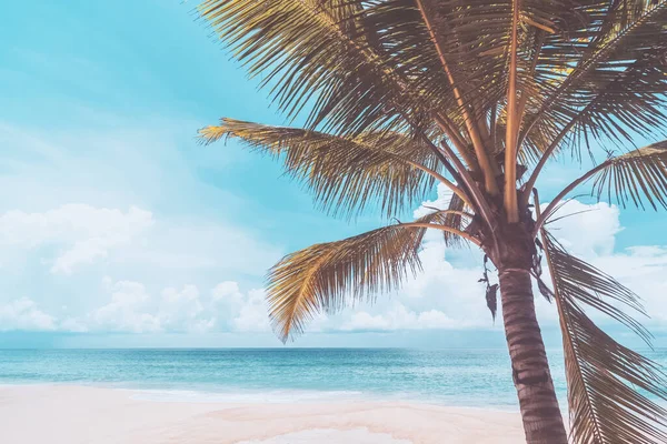 热带海滩上的棕榈树 蓝天白云 背景抽象 复制暑假空间和商务旅行的概念 复古色调过滤效果色彩风格 — 图库照片