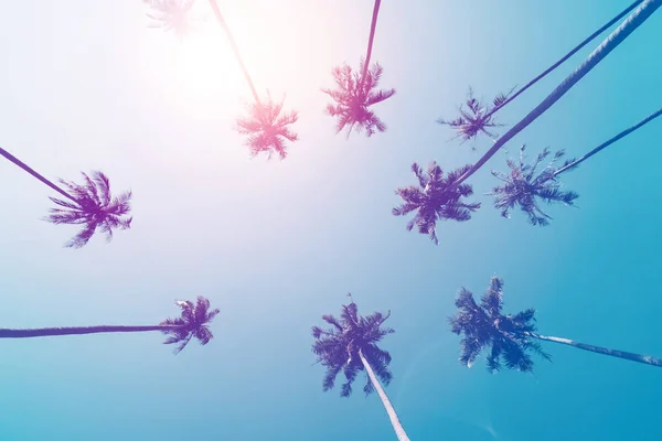 Тропическая Пальма Голубым Небом Облачным Абстрактным Фоном Концепция Летнего Отдыха — стоковое фото