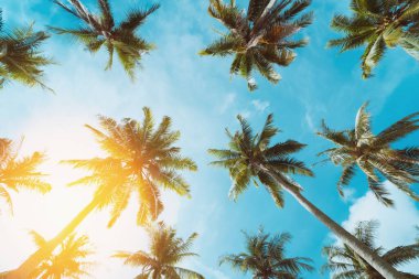 Günbatımında güneş ışığı olan tropik palmiye ağacı ve soyut bir arka plan bulutu. Yaz tatili ve doğa yolculuğu macera konsepti. Klasik ton filtre efekti renk biçimi.