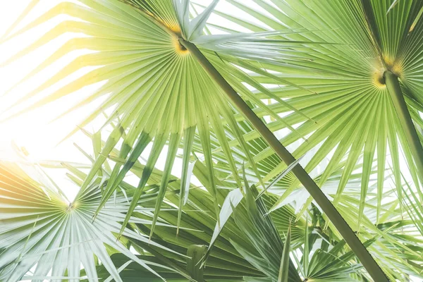 热带棕榈树 夕阳西下的阳光和云彩的抽象背景 暑假和自然探险的概念 复古色调过滤效果色彩风格 — 图库照片