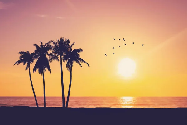 Silhouette Palme Tropischen Strand Mit Vögeln Fliegen Auf Sonnenuntergang Himmel — Stockfoto