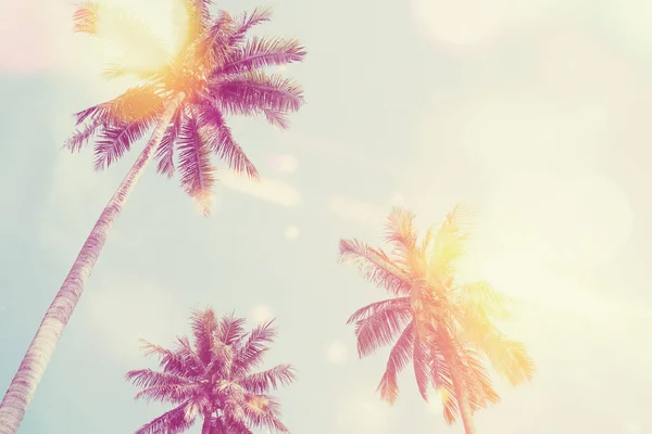 Kopieer Ruimte Van Silhouet Tropische Palmboom Zonsondergang Hemel Met Bokeh — Stockfoto