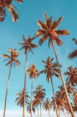 Mavi gökyüzü ve soyut arkaplanı bulutlu tropik palmiye ağacı. Yaz tatili ve doğa yolculuğu macera konsepti. Pastel ton filtre efekti renk biçimi.