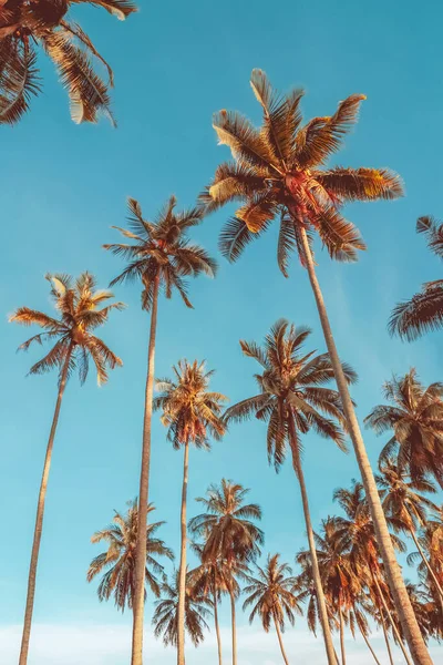 Mavi gökyüzü ve soyut arkaplanı bulutlu tropik palmiye ağacı. Yaz tatili ve doğa yolculuğu macera konsepti. Pastel ton filtre efekti renk biçimi.