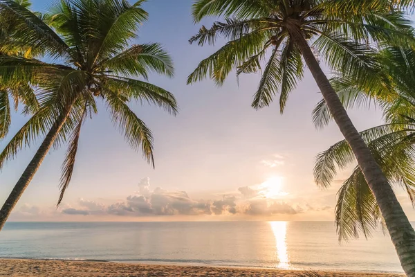 Günbatımında tropikal sahilde palmiye ağacı soyut arka planda. Yaz tatili ve doğa yolculuğu macera konsepti. Klasik ton filtre efekti renk biçimi.