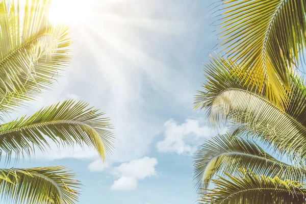 热带棕榈树 蓝天蓝云抽象背景 暑假和自然探险的概念 滤纸色调滤色效果风格 — 图库照片