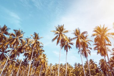 Mavi gökyüzü ve soyut arkaplanı bulutlu tropik palmiye ağacı. Yaz tatili ve doğa yolculuğu macera konsepti. Pastel ton filtre efekti renk biçimi.
