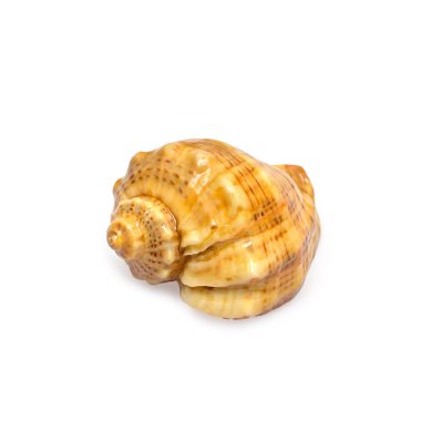deniz kabuğu beyaz üzerine izole