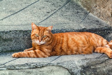 entrevaux, Fransa bir kaldırımda oturan zencefil çizgili kedi.