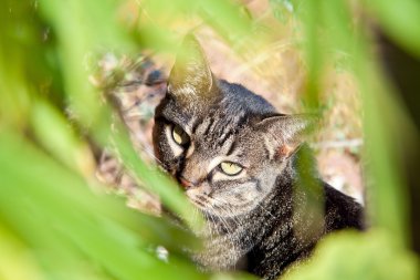 tekir kedi çimenlere oturmuş. gizleme.