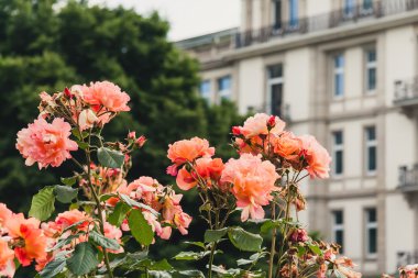 güzel şeftali renkli güller