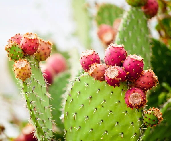 Kaktusfeigenkaktus in Nahaufnahme mit Früchten in roter Farbe, Kaktusstacheln. — Stockfoto