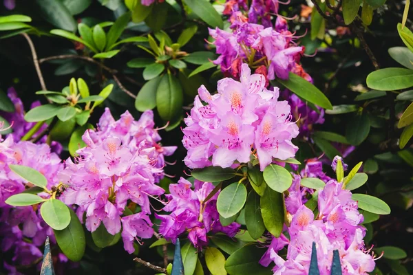 Lila azaleor blommar på våren i trädgården — Stockfoto