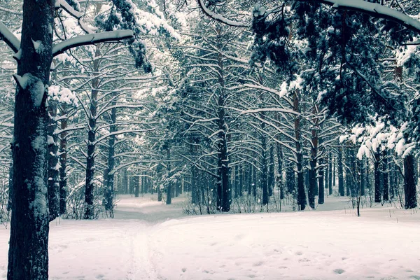 Sibirya 'da bir ormanda karla kaplı ağaçlar