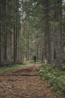 Sonbaharda orman koruluğu