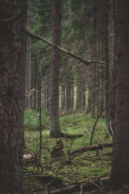 Sonbaharda orman koruluğu