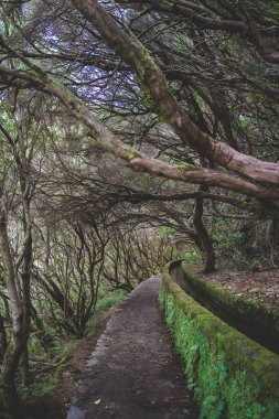 Levada Madeira sonbaharında