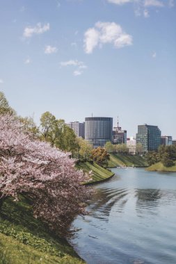 Japonya, kiraz çiçeği mevsimi