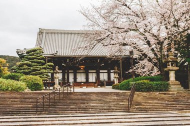 Japonya 'da kiraz çiçeği mevsimi