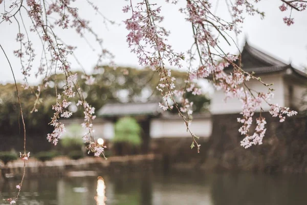 Kersenbloesem Seizoen Japan — Stockfoto