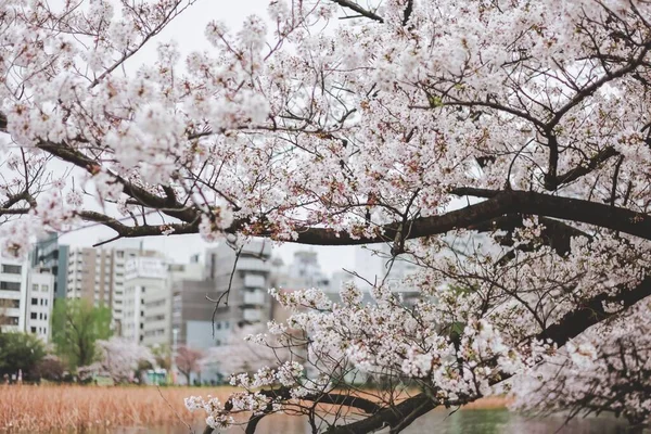 日本の桜の季節 — ストック写真