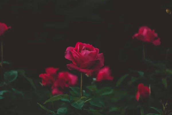 黄昏公园里的玫瑰 — 图库照片