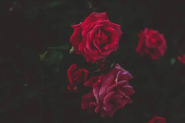 Roses Dans Parc Soir — Photo