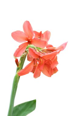 canna çiçek beyaz arka plan üzerinde