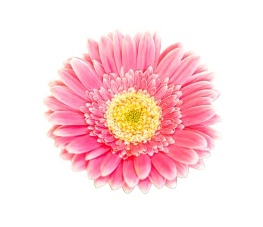 Beyaz arka planda pembe gerbera