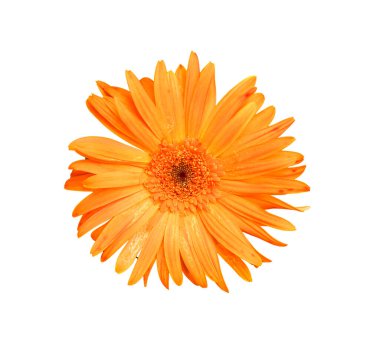 turuncu gerbera çiçeği beyaz arkaplanda izole