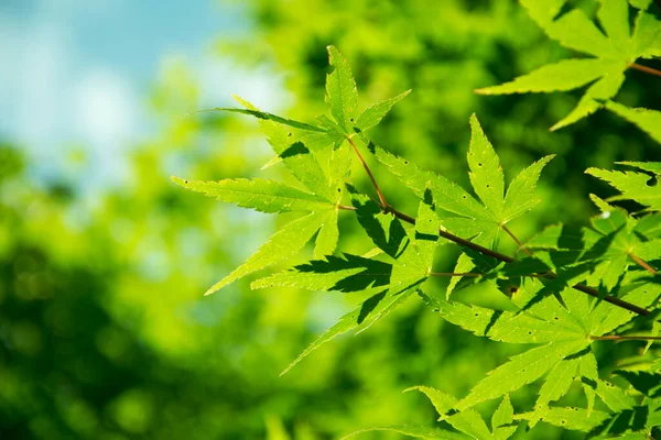 Summer Maple Leaves Green Leaves Bright Blue Sky — 스톡 사진