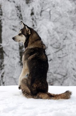 Kardaki Köpek