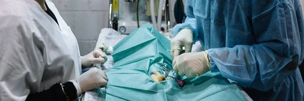 Equipo veterinario que realiza cirugía a una mascota en un quirófano de una clínica veterinaria. — Foto de Stock