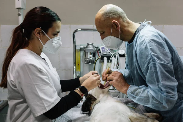 Veterinaria profesional revisando la boca del perro mientras su asistente sostiene su cabeza. — Foto de Stock