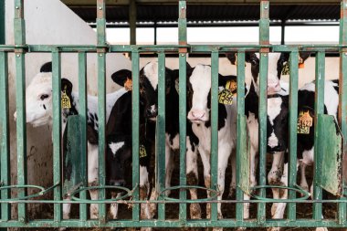 Bir mandıranın içindeki çitin arkasındaki buzağı sürüsünün görüntüsü..