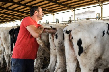 Veteriner, süt çiftliğindeki bir ineğe yapay döllenme prosedürünü uyguluyor..