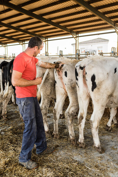 Мужчина-фермер делает искусственное оплодотворение коровы в конюшне.