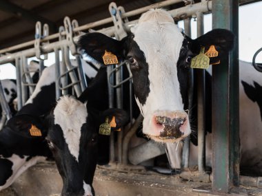 Süt çiftliğindeki bir ahırda çitin arkasında duran bir ineği görüyorum..