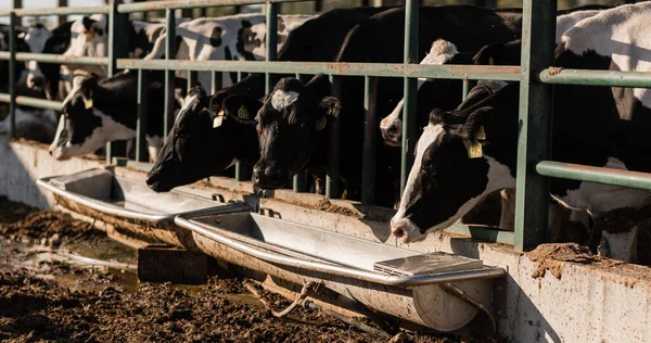 Cows drinking water from a tank at a dairy farm.