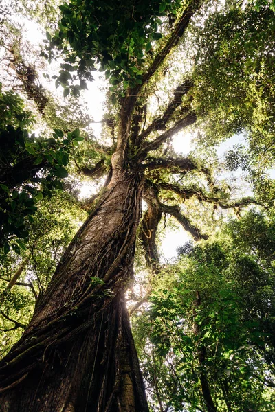Yeşil bir ormanın ortasında yaşlı büyük bir ağaç..