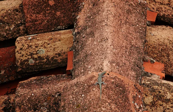 旧瓷砖 有蜥蜴屋顶材料 顶部视图 没有人 高质量的照片 — 图库照片
