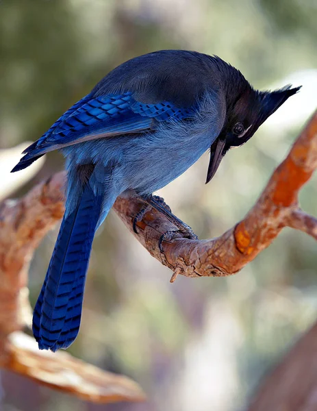 # Blue Jay # — Foto Stock