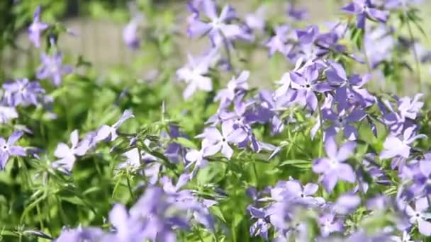 Detailní Záběr Pozadí Šeříku Phlox Květy Kymácející Větru Slunečného Dne — Stock video