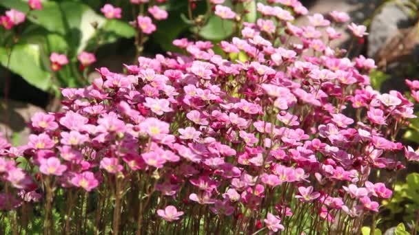 Fondo Cerca Flores Saxifraje Rosa Balanceándose Viento Día Soleado — Vídeo de stock
