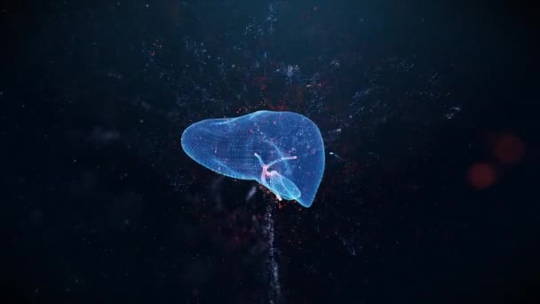 人类肝脏三维全息图被能量流动环绕的未来式Hud解剖信息图 — 图库视频影像