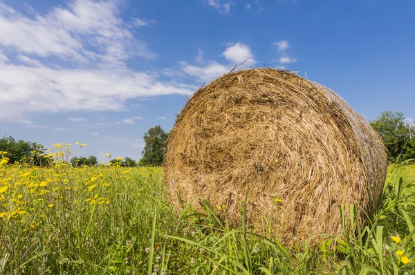 Hay bales — Stock Photo, Image