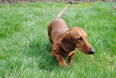 köpek bir dachshund yeşil parlak çimenlerin üzerinde çalışır.